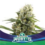 Moby D XXL Auto - X4