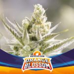 Orange Blossom XXL Auto - X4