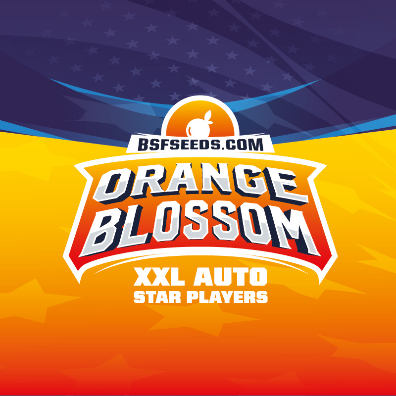 Orange Blossom XXL Auto - Imagen 3