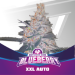 BlueBerry XXL Auto - X12