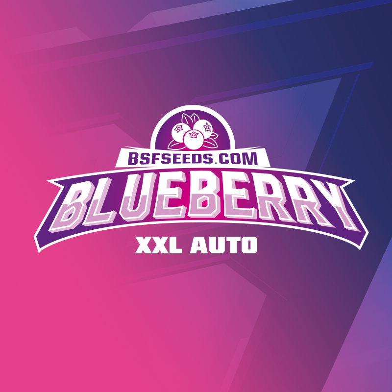 BlueBerry XXL Auto - Imagen 3