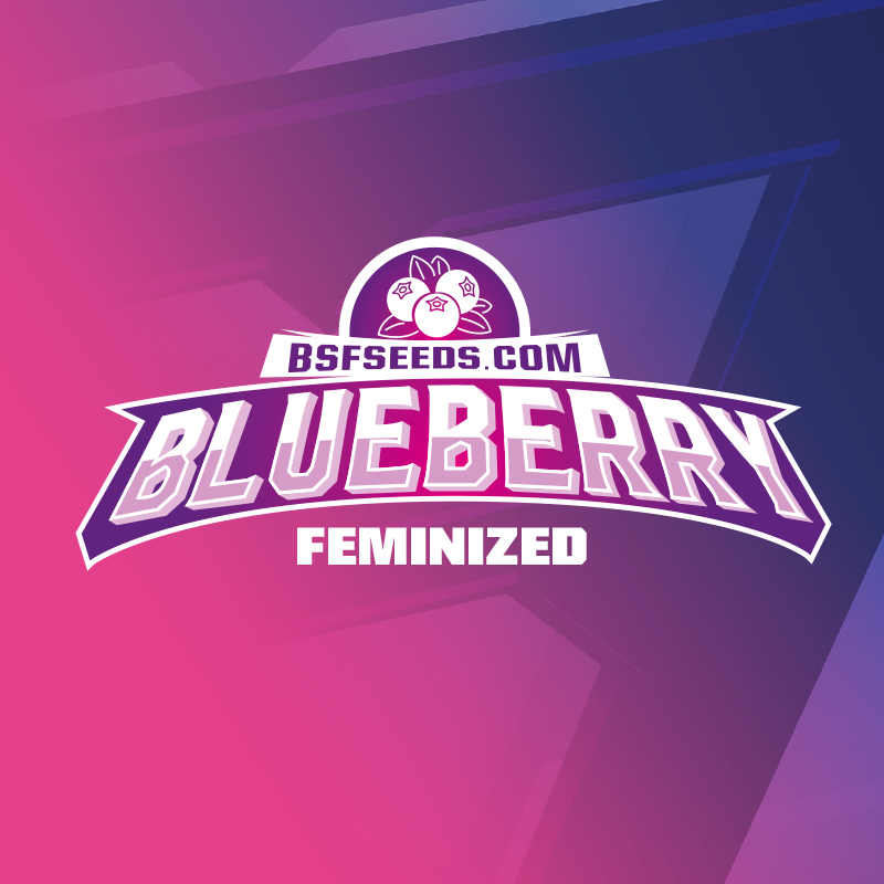 BlueBerry Fem - Imagen 3