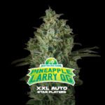 Pineapple Larry Og XXL Auto - X4