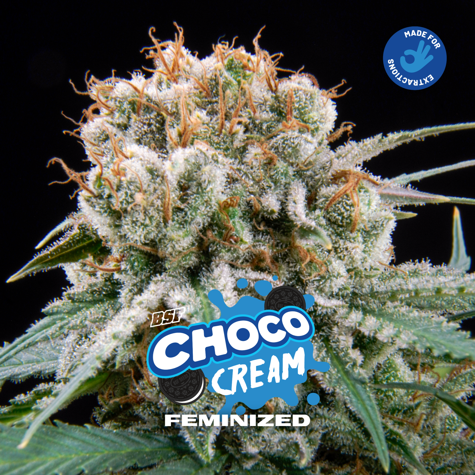 Choco Cream Fem - Imagen 3
