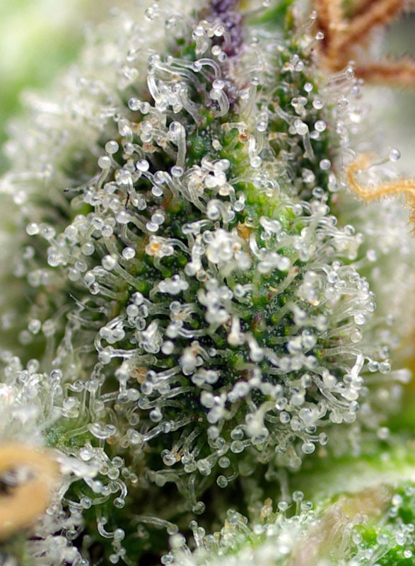 Green Poison F1 Fast Version - Imagen 4