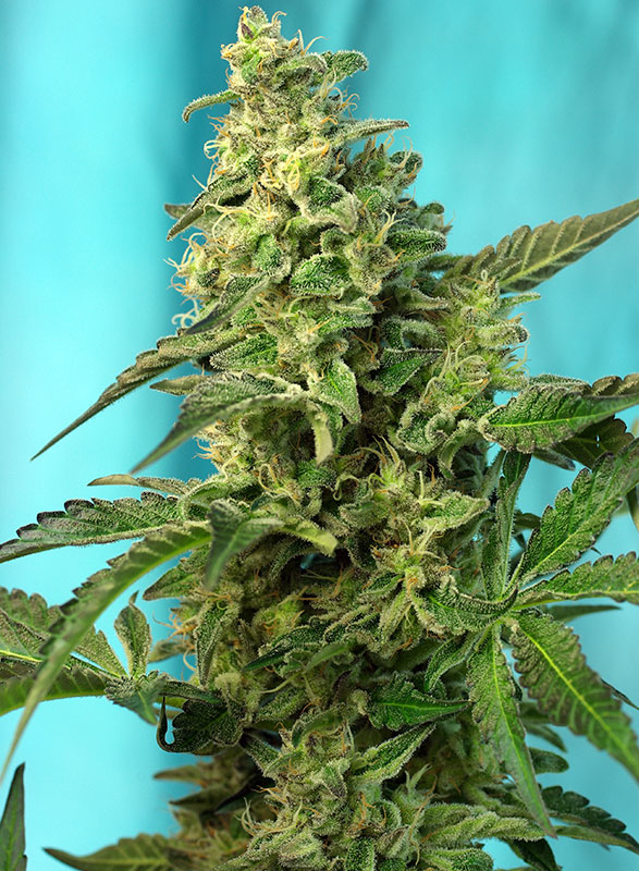 Green Poison F1 Fast Version - Imagen 2