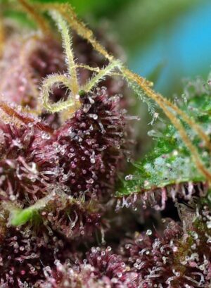 Red Mandarine F1 Fast Version - Imagen 4