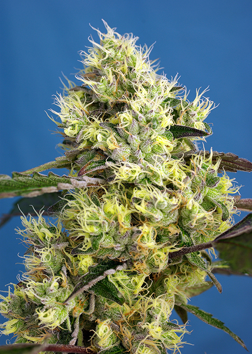 Sweet Gelato Auto - Imagen 2