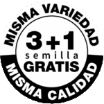 Purple Punch OG XL Auto - 3+1